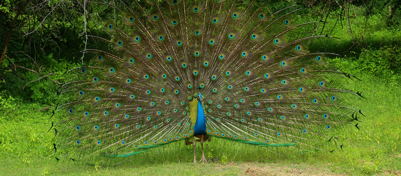 Kumana National Park