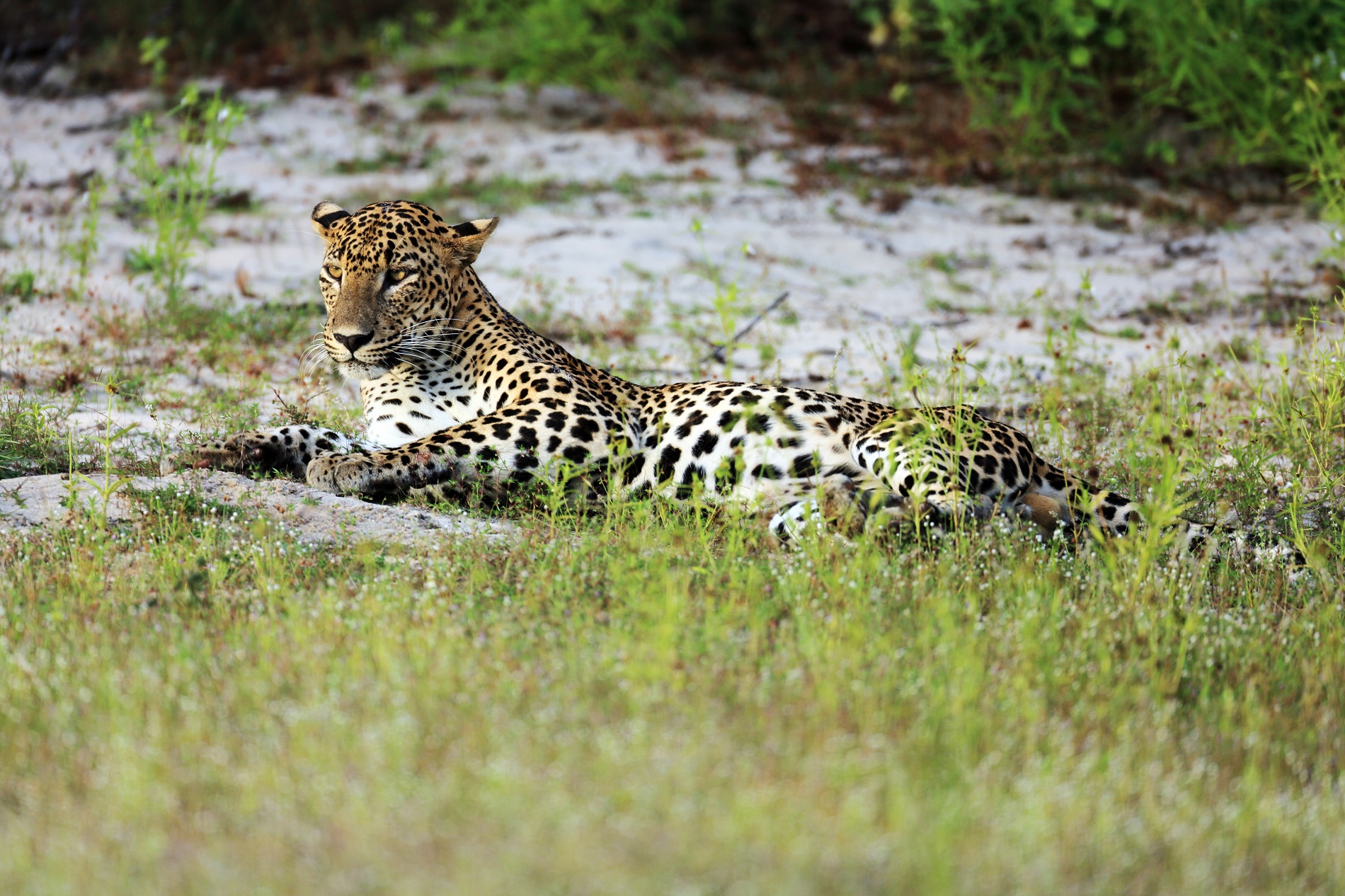 Wilpattu National Park